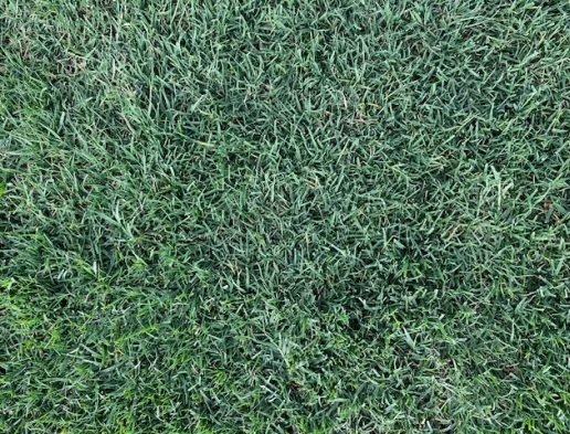 Couch Grass
