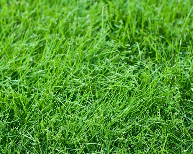 Fine   Fescue