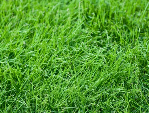 Fine Fescue