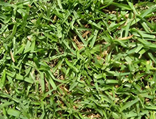 Kikuyu