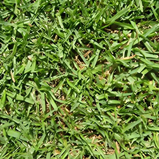 Kikuyu