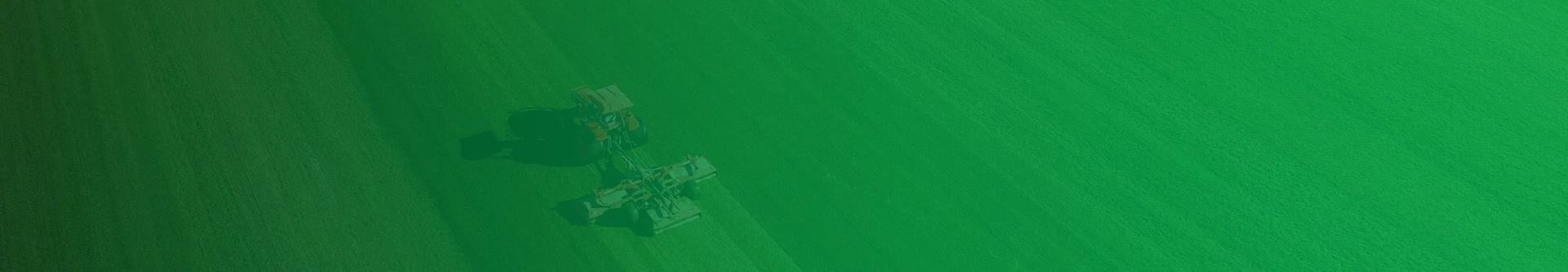 Maddison Turf